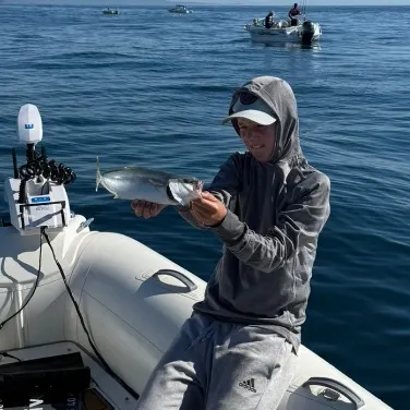 The most recent Southern yellowtail amberjack catches on Fishbrain