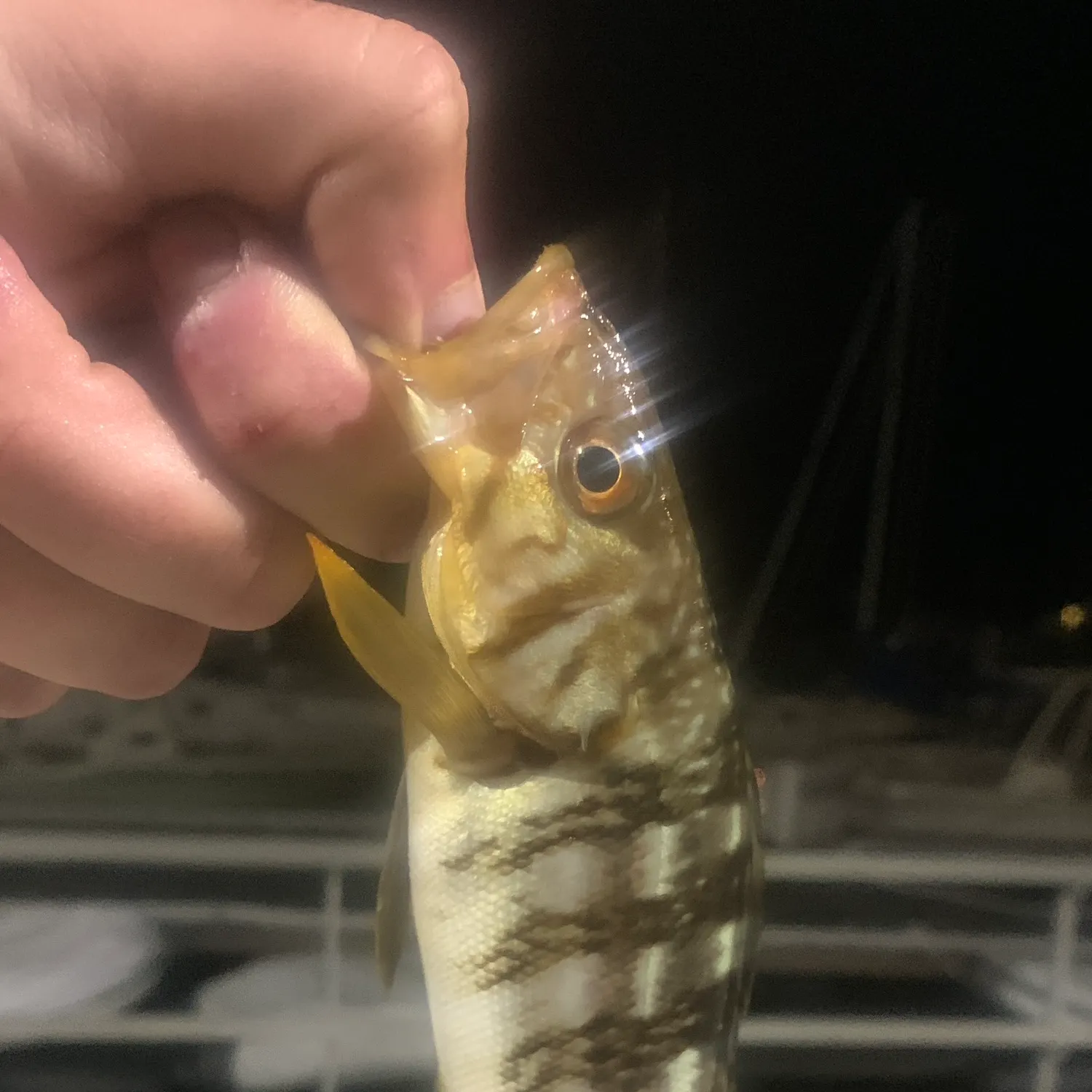 The most recent Kelp bass catches on Fishbrain