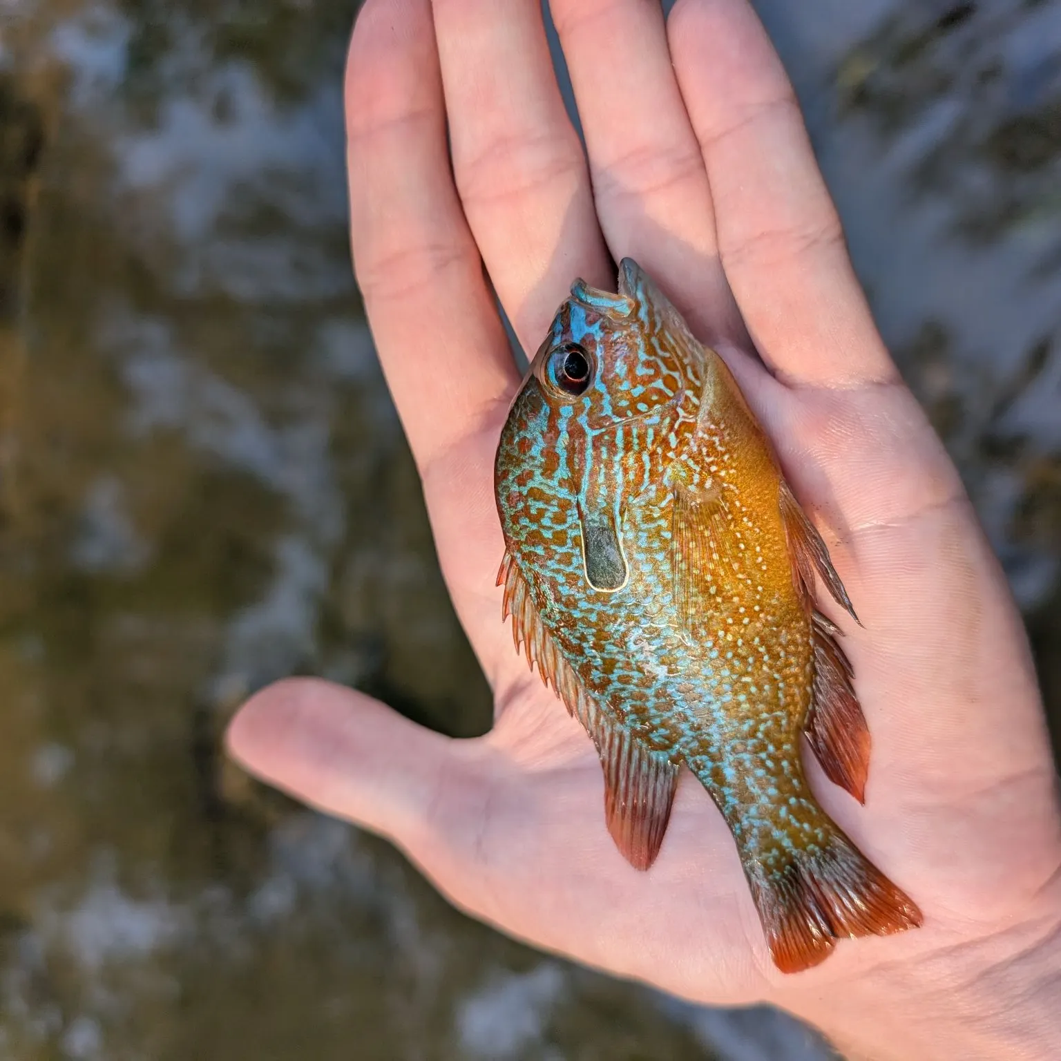 Longear sunfish caught on Fishbrain