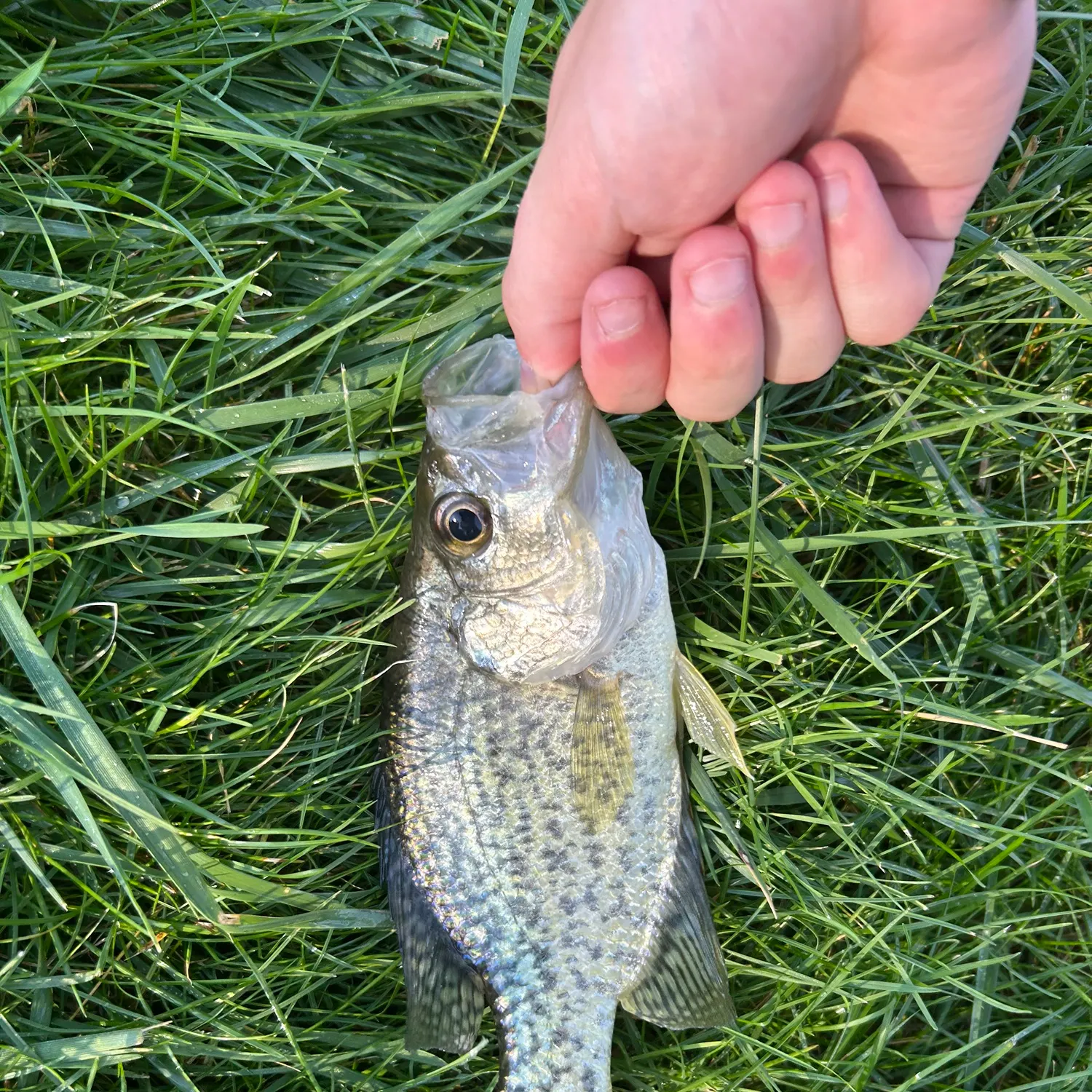 Black crappie caught on Fishbrain