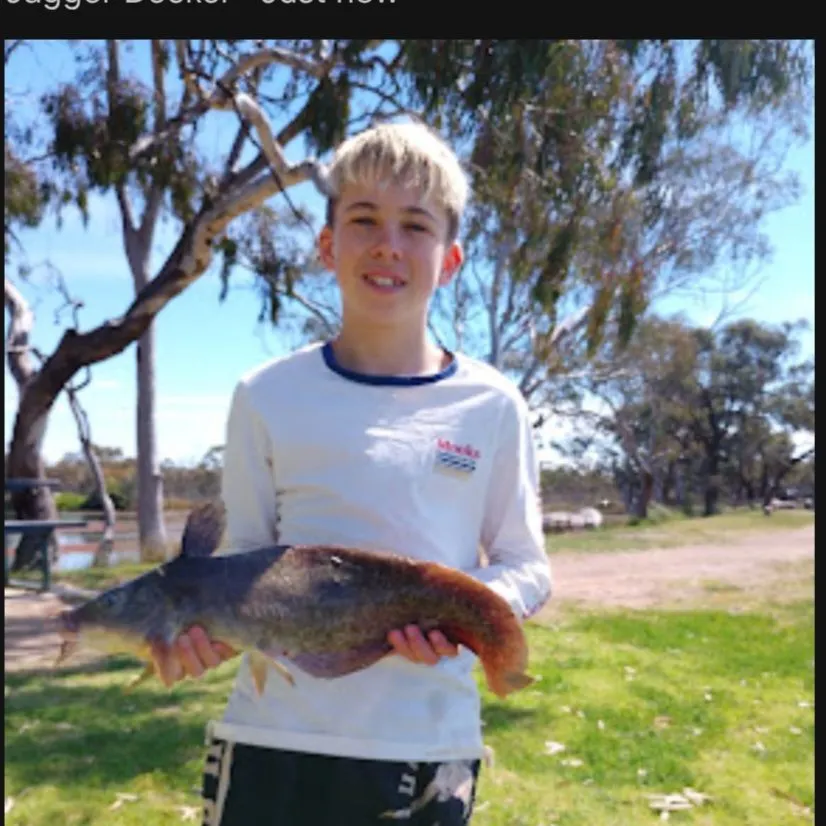 Dewfish caught on Fishbrain