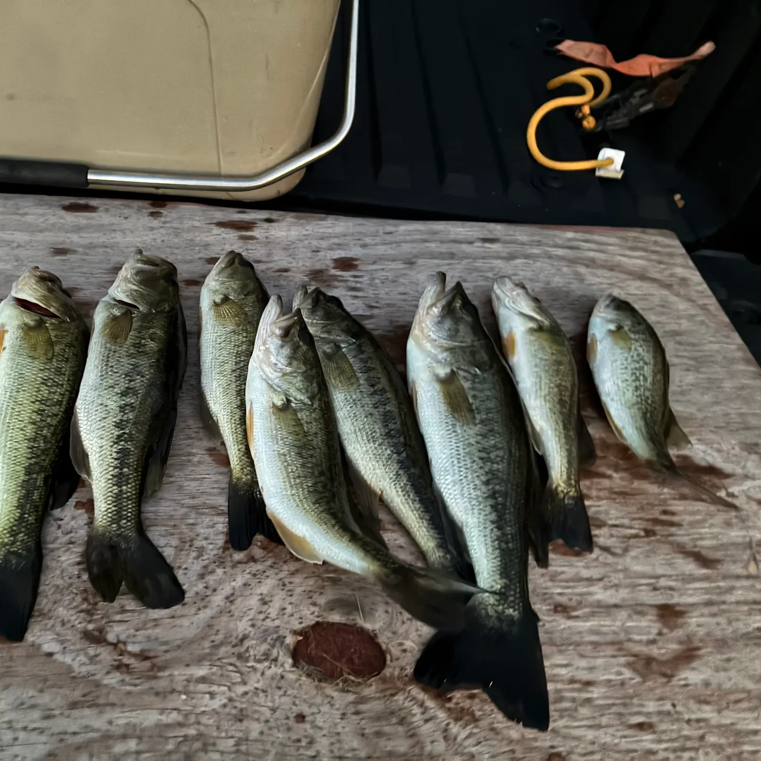 recently logged catches