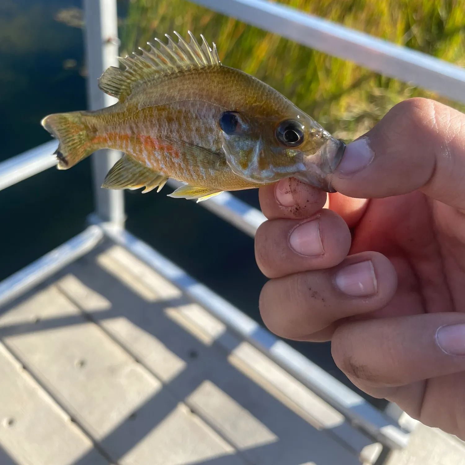 Greengill hybrid caught on Fishbrain