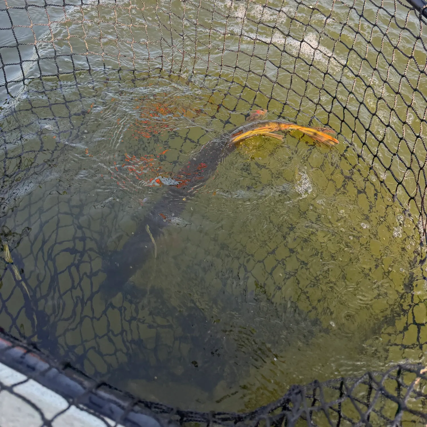 Northern pike caught on Fishbrain