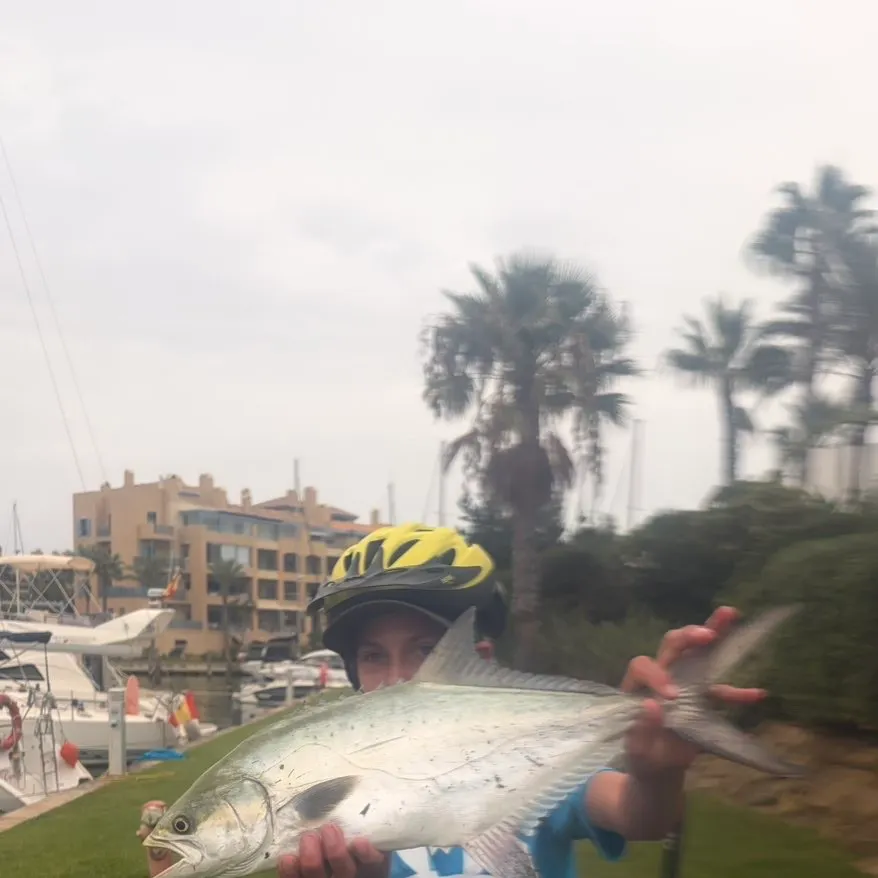 Greater amberjack caught on Fishbrain