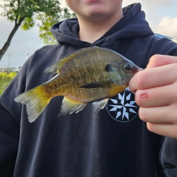 Bluegill caught on Fishbrain