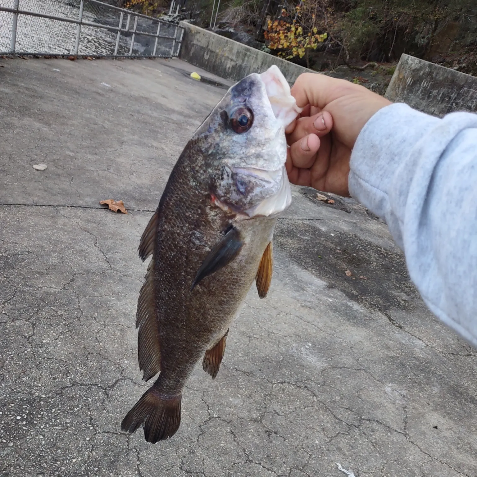 The most recent Freshwater drum catches on Fishbrain