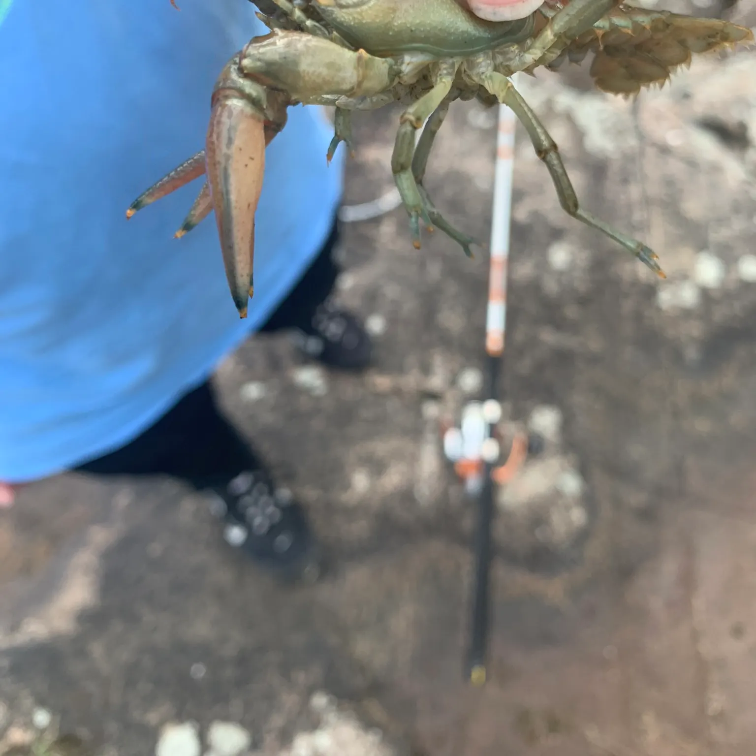 The most recent Signal crayfish catches on Fishbrain