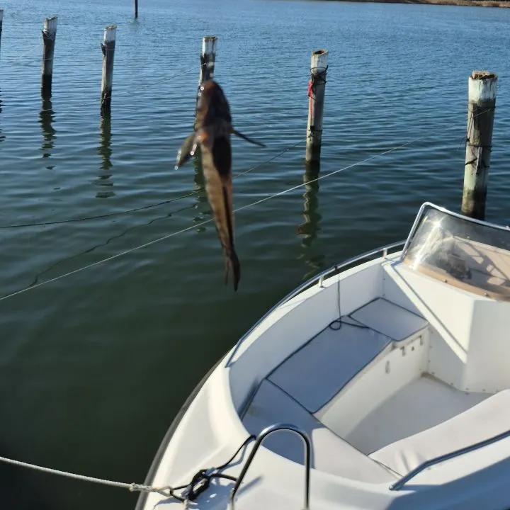 Round goby caught on Fishbrain