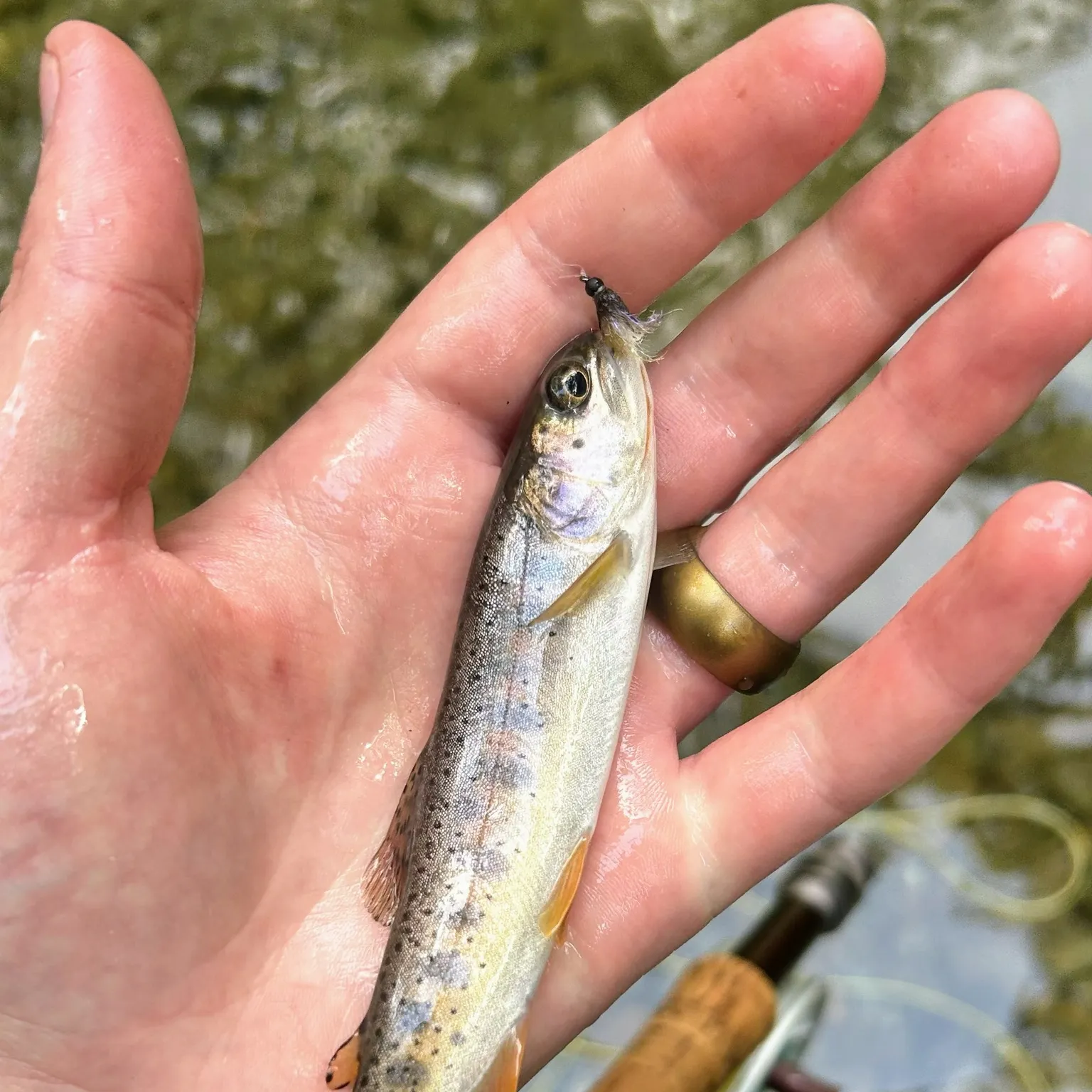 The most recent Bonneville cutthroat trout catches on Fishbrain