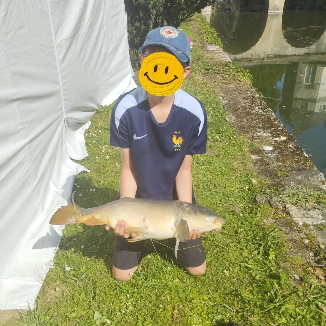 Mirror carp caught on Fishbrain