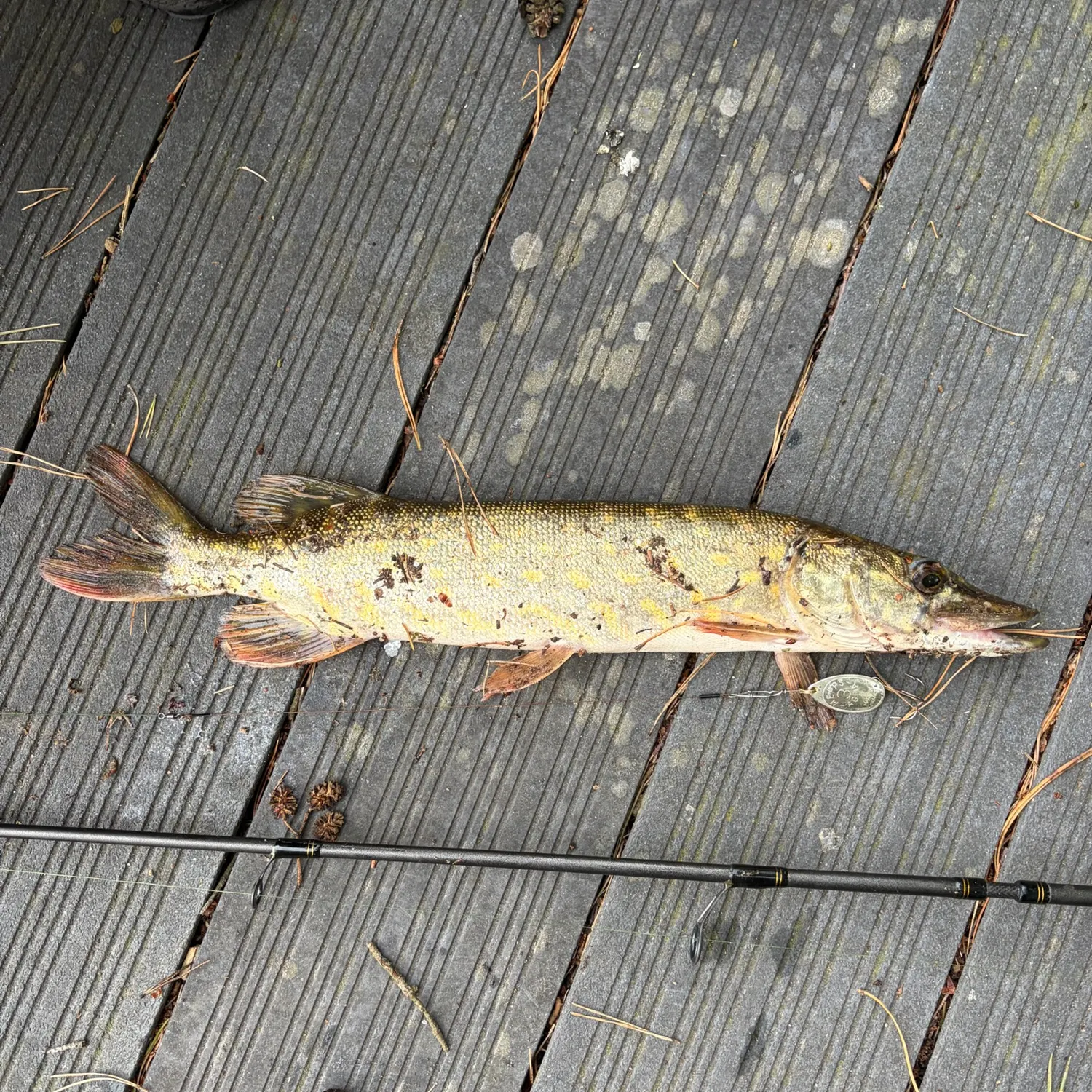 Northern pike caught on Fishbrain