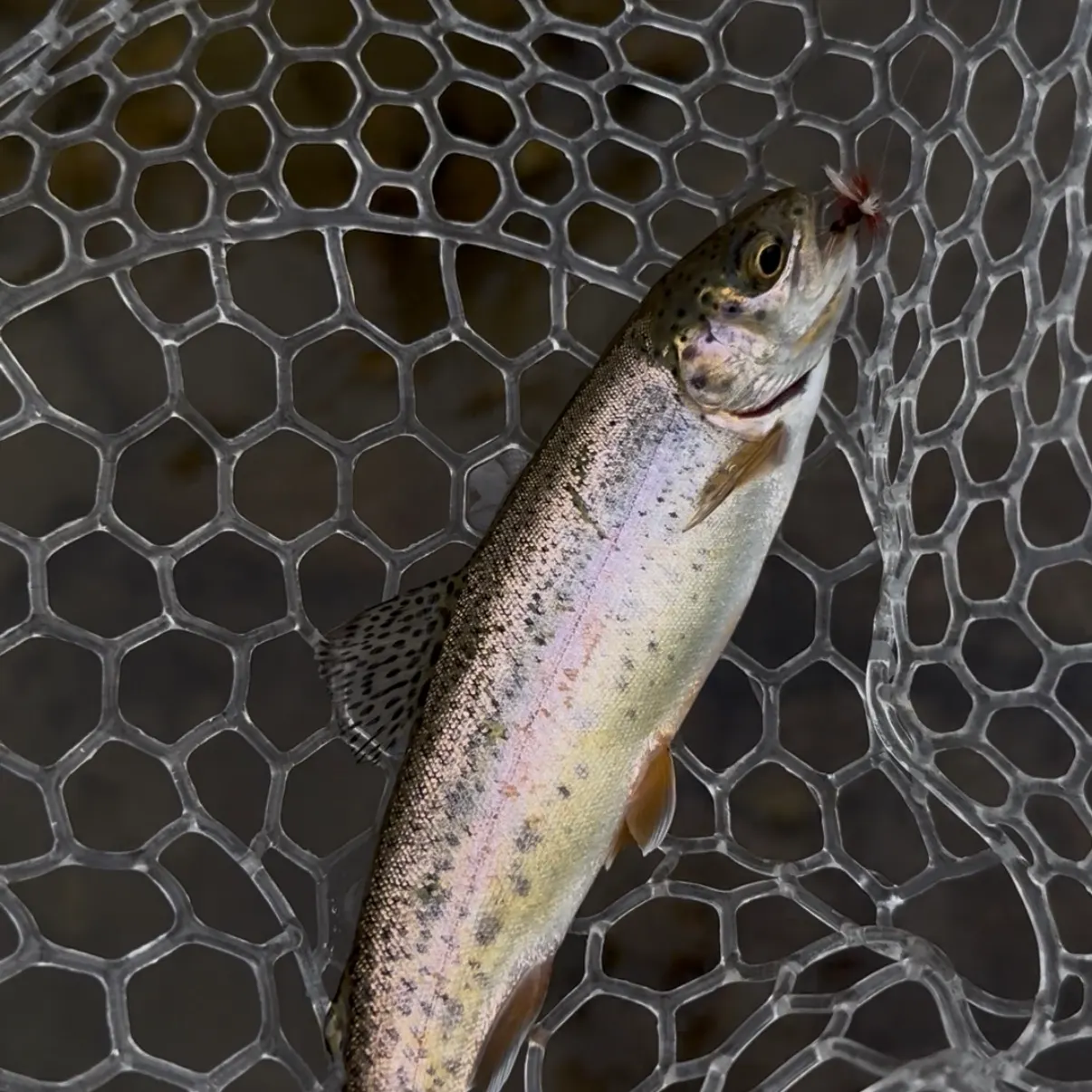 Rainbow trout caught on Fishbrain