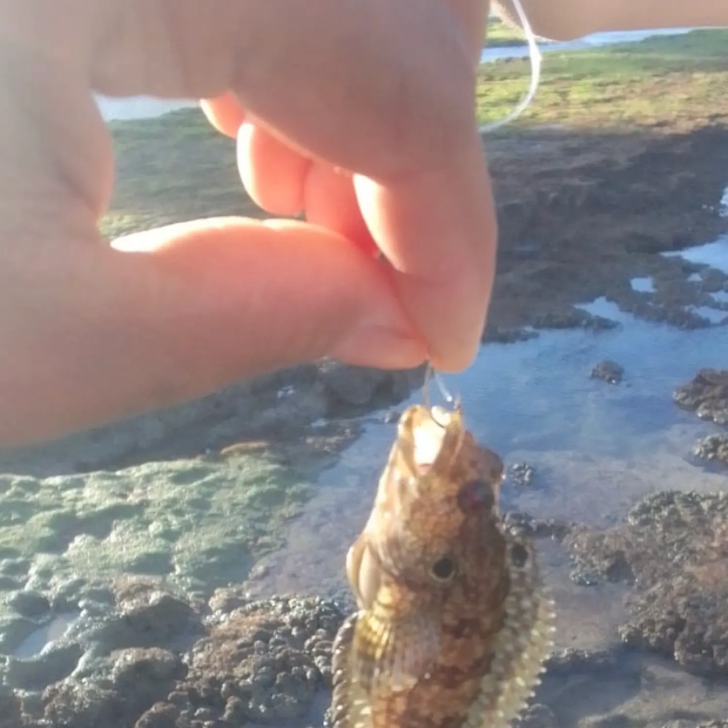 The most recent Round goby catches on Fishbrain