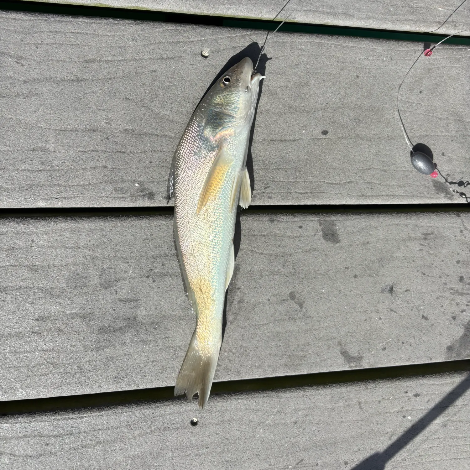 The most recent Gulf kingcroaker catches on Fishbrain