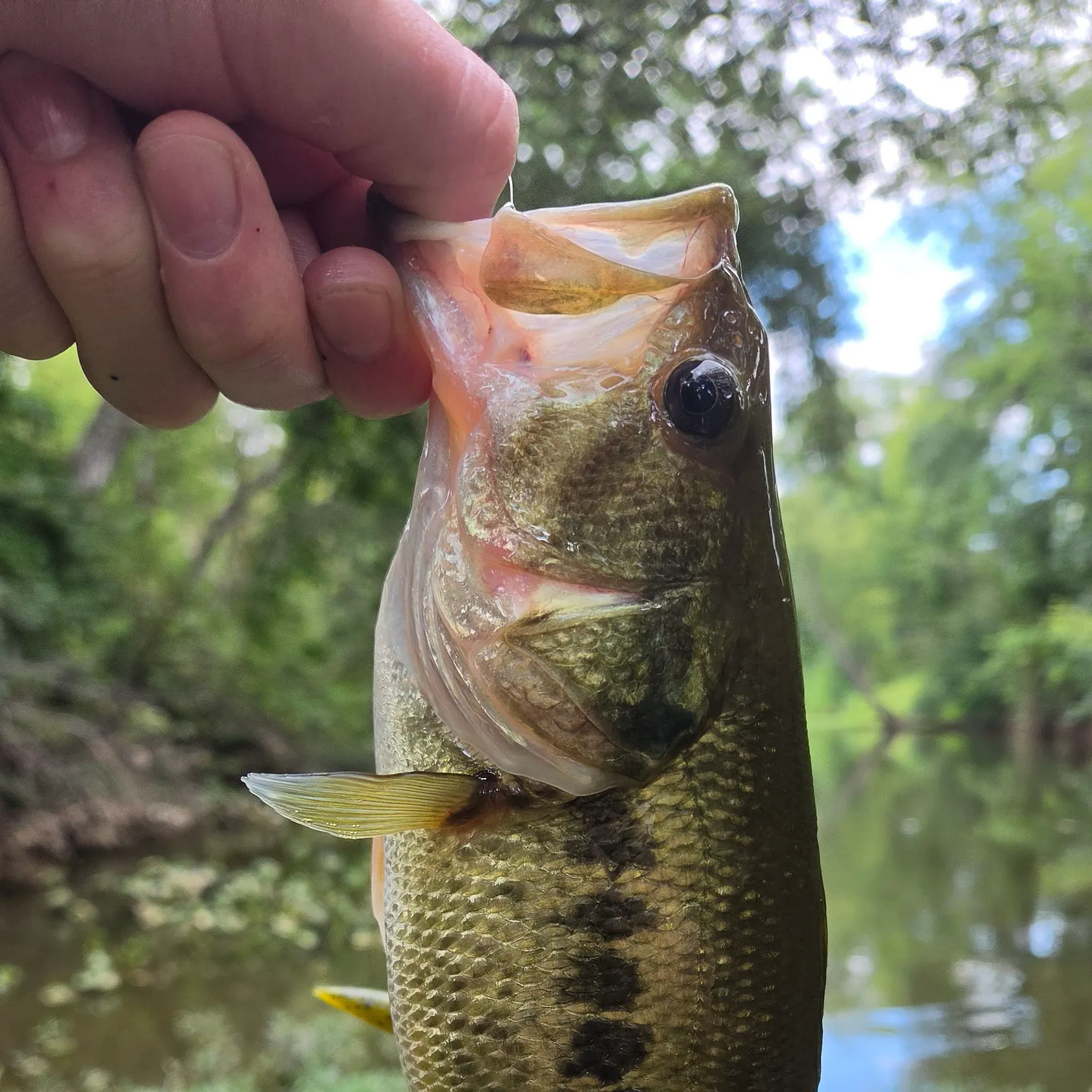 Fish caught on Fishbrain