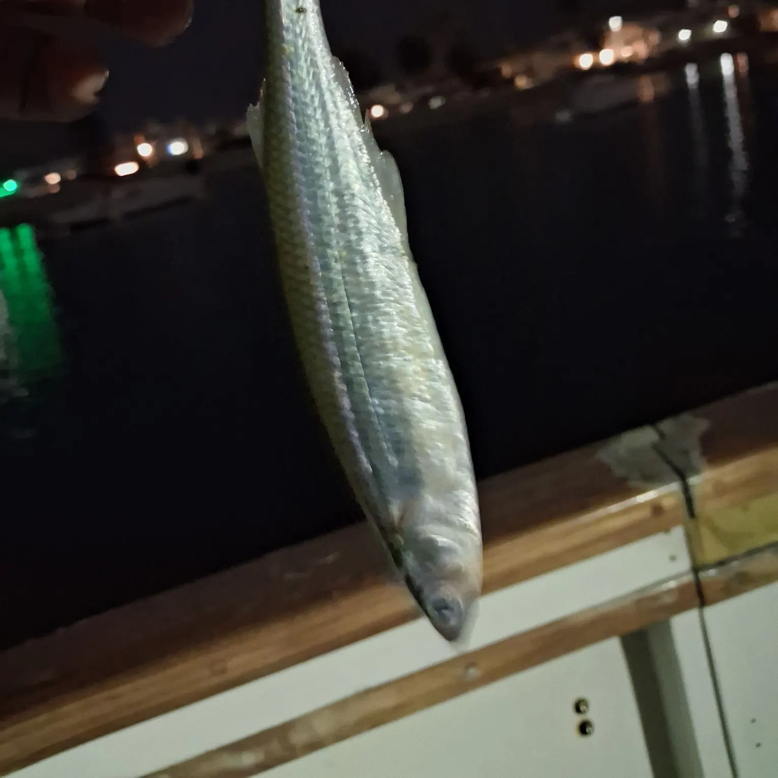 Pacific chub mackerel caught on Fishbrain