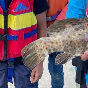 The most recent Greasy grouper catches on Fishbrain