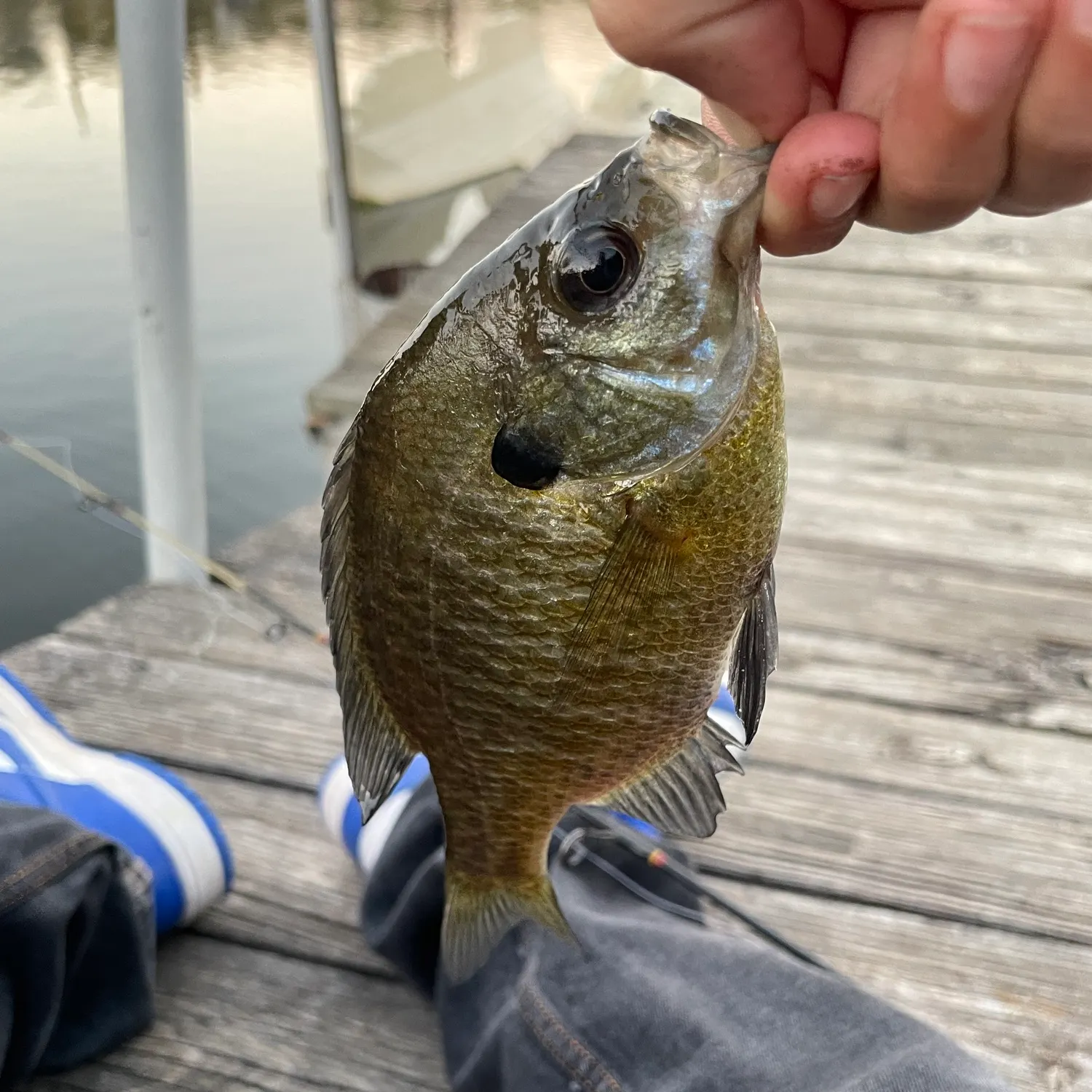 Bluegill caught on Fishbrain