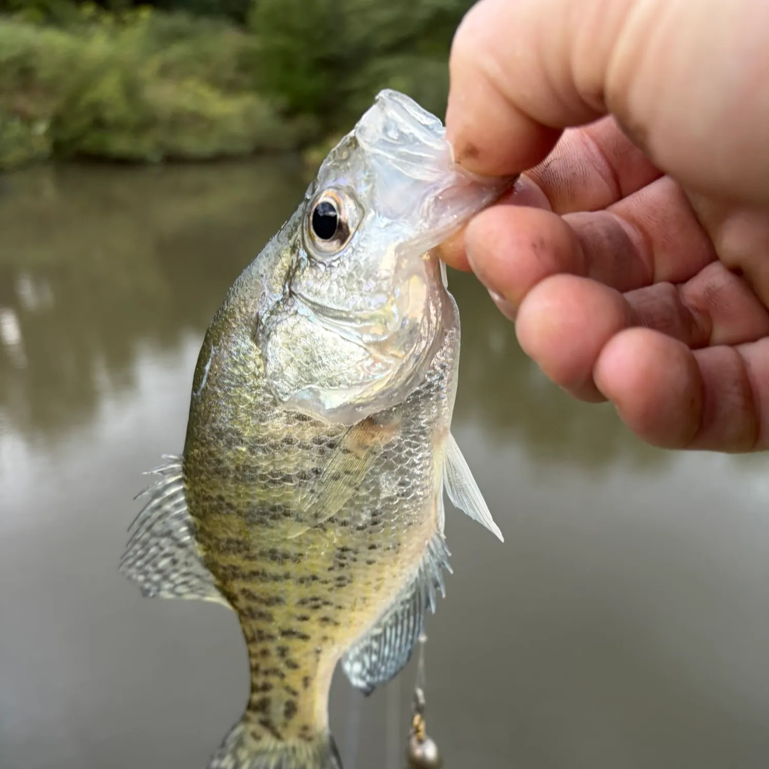 White crappie caught on Fishbrain