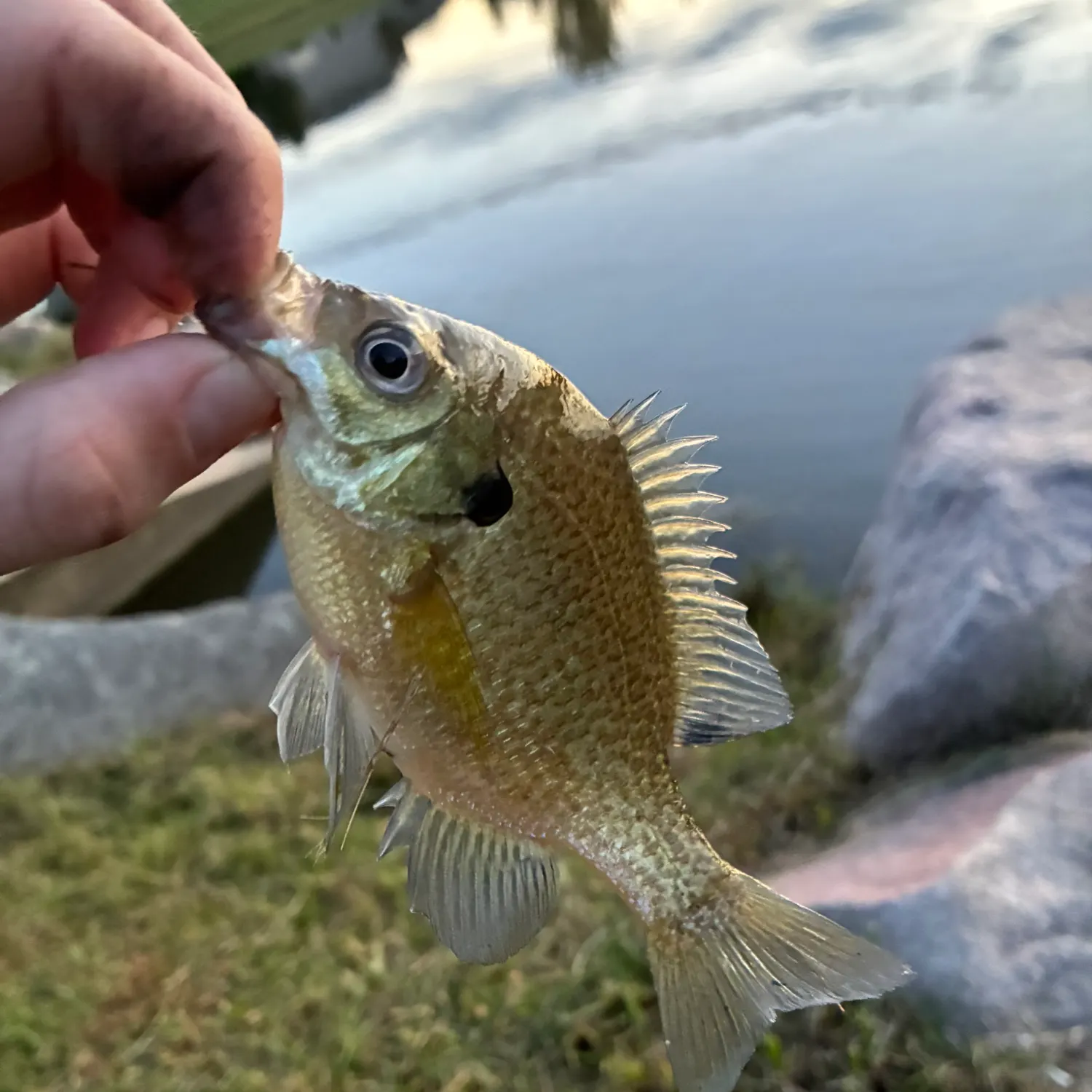 Bluegill caught on Fishbrain