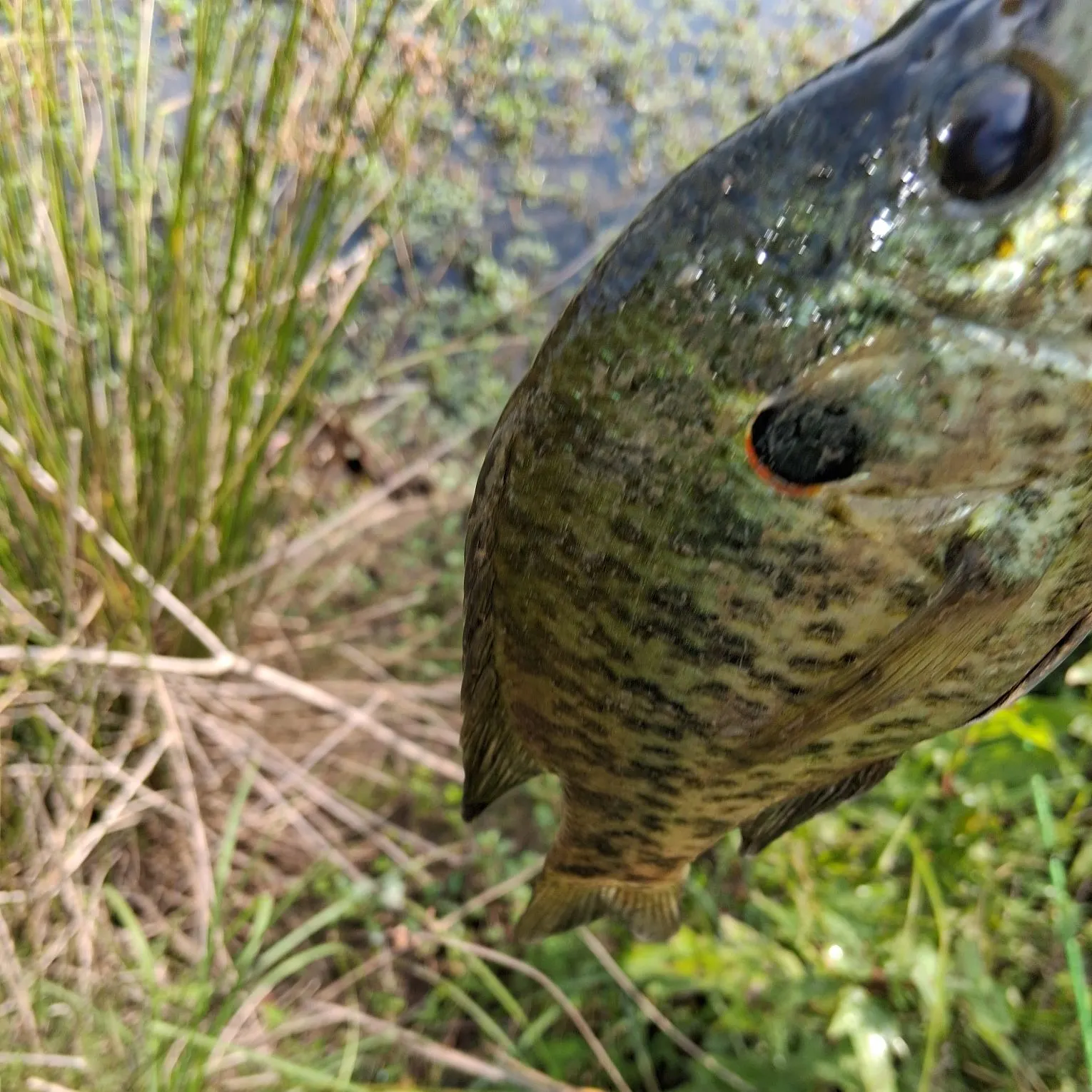 The most recent Redear sunfish catches on Fishbrain