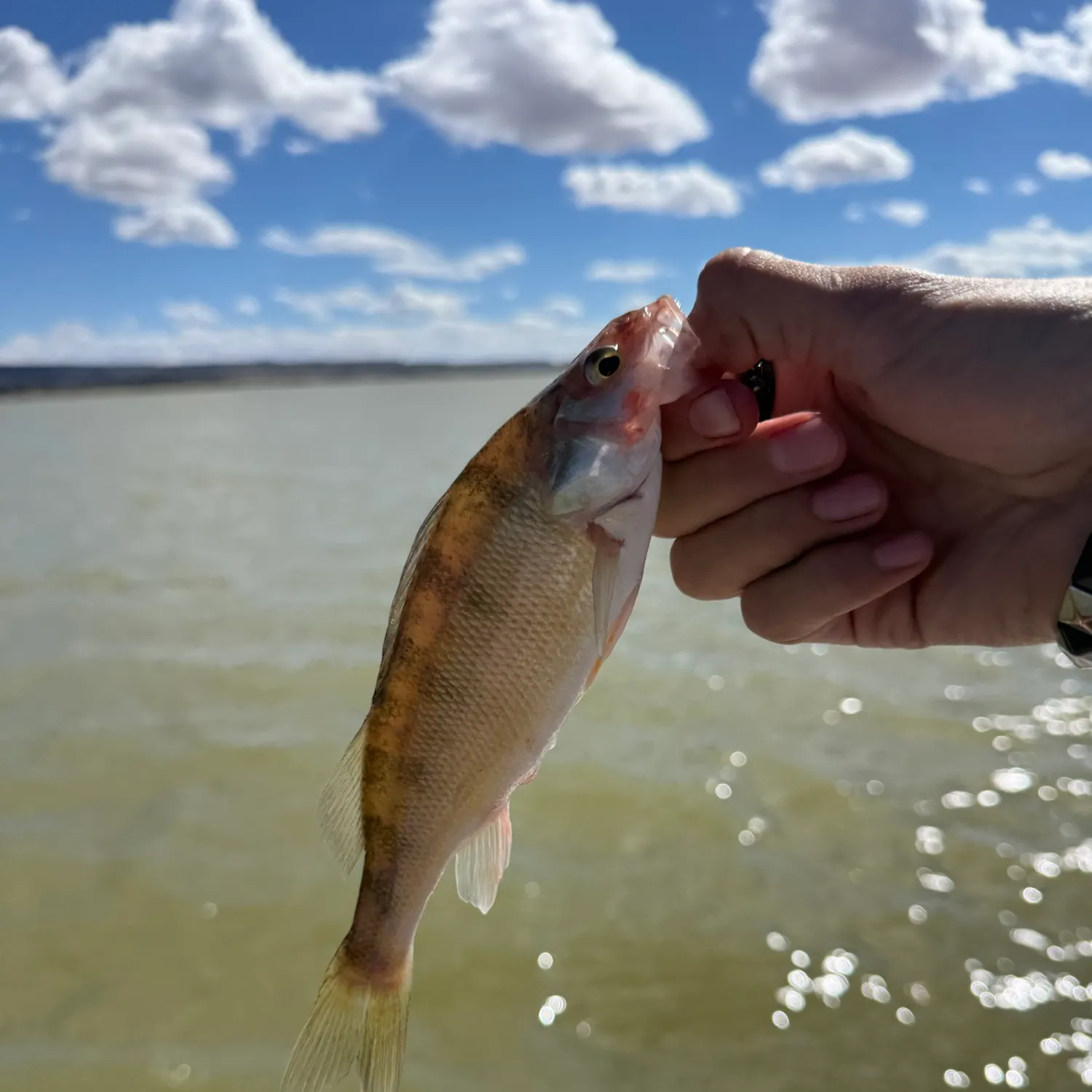 Yellow perch caught on Fishbrain