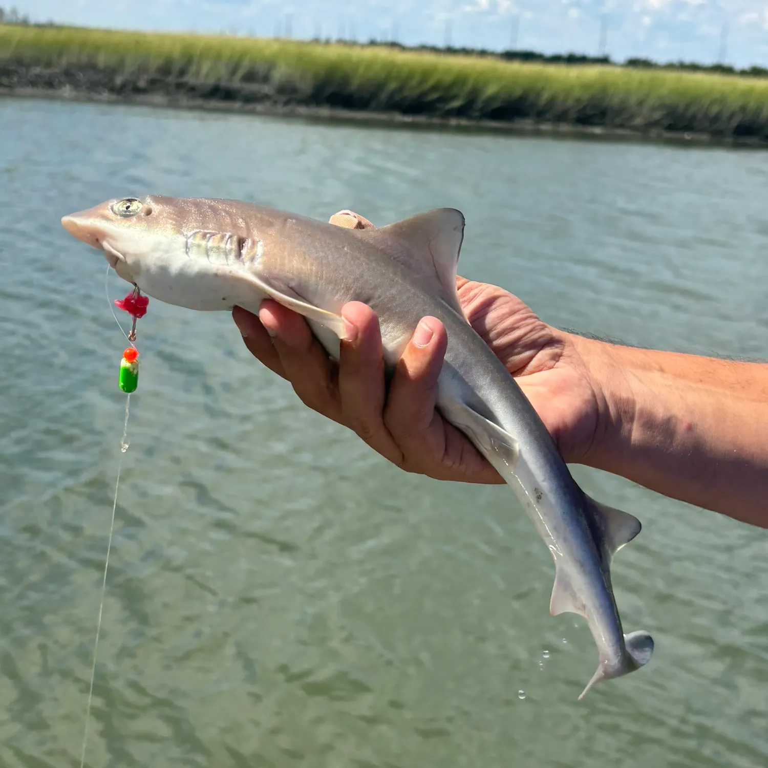 Dusky smooth-hound caught on Fishbrain
