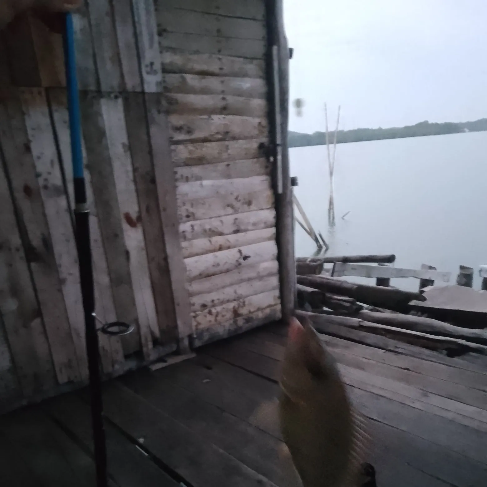 The most recent Blacktail snapper catches on Fishbrain