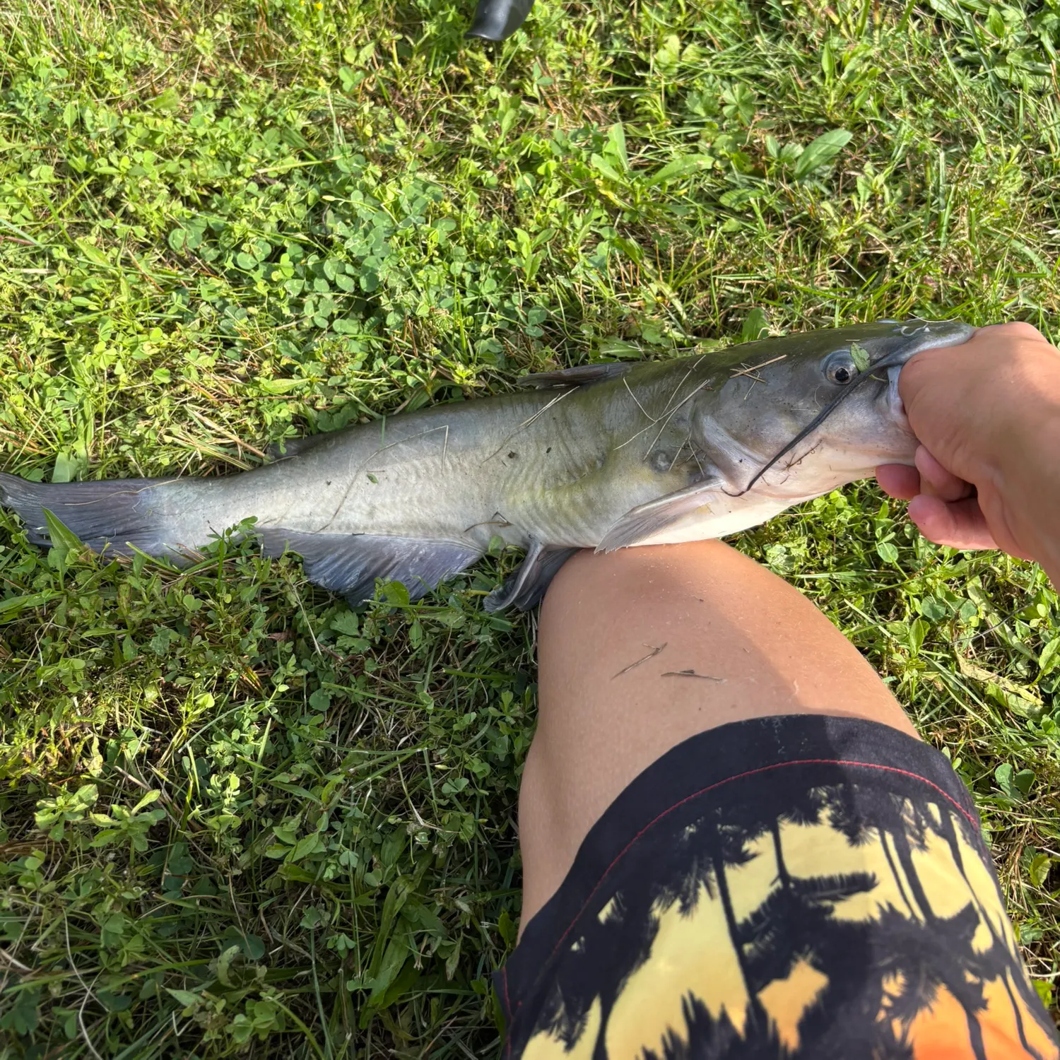 Channel catfish caught on Fishbrain