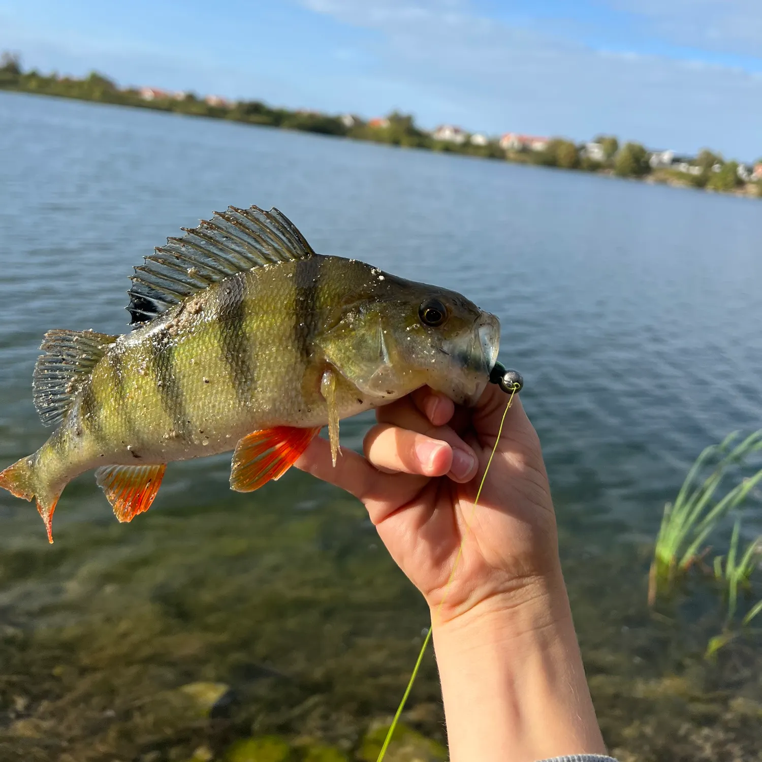 European perch caught on Fishbrain