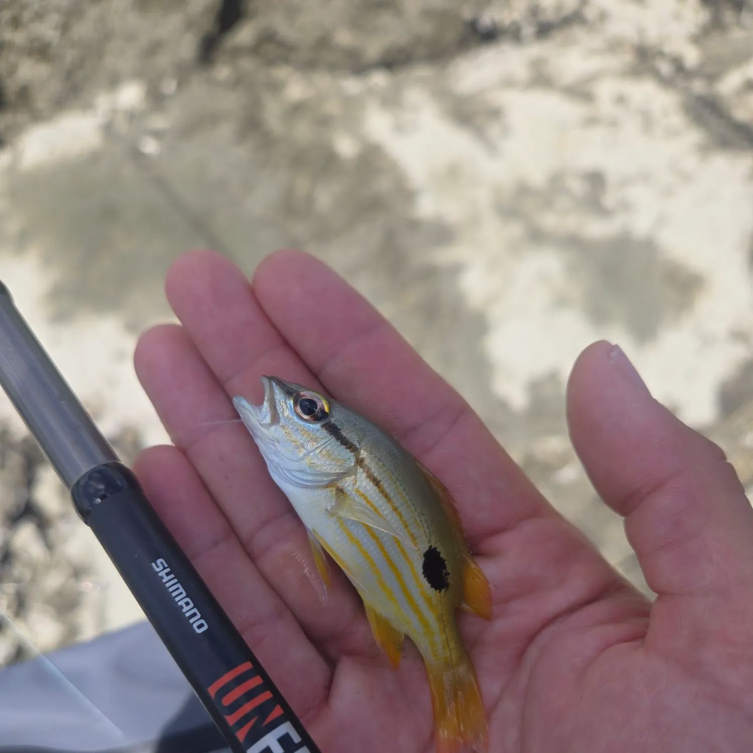 The most recent Dory snapper catches on Fishbrain