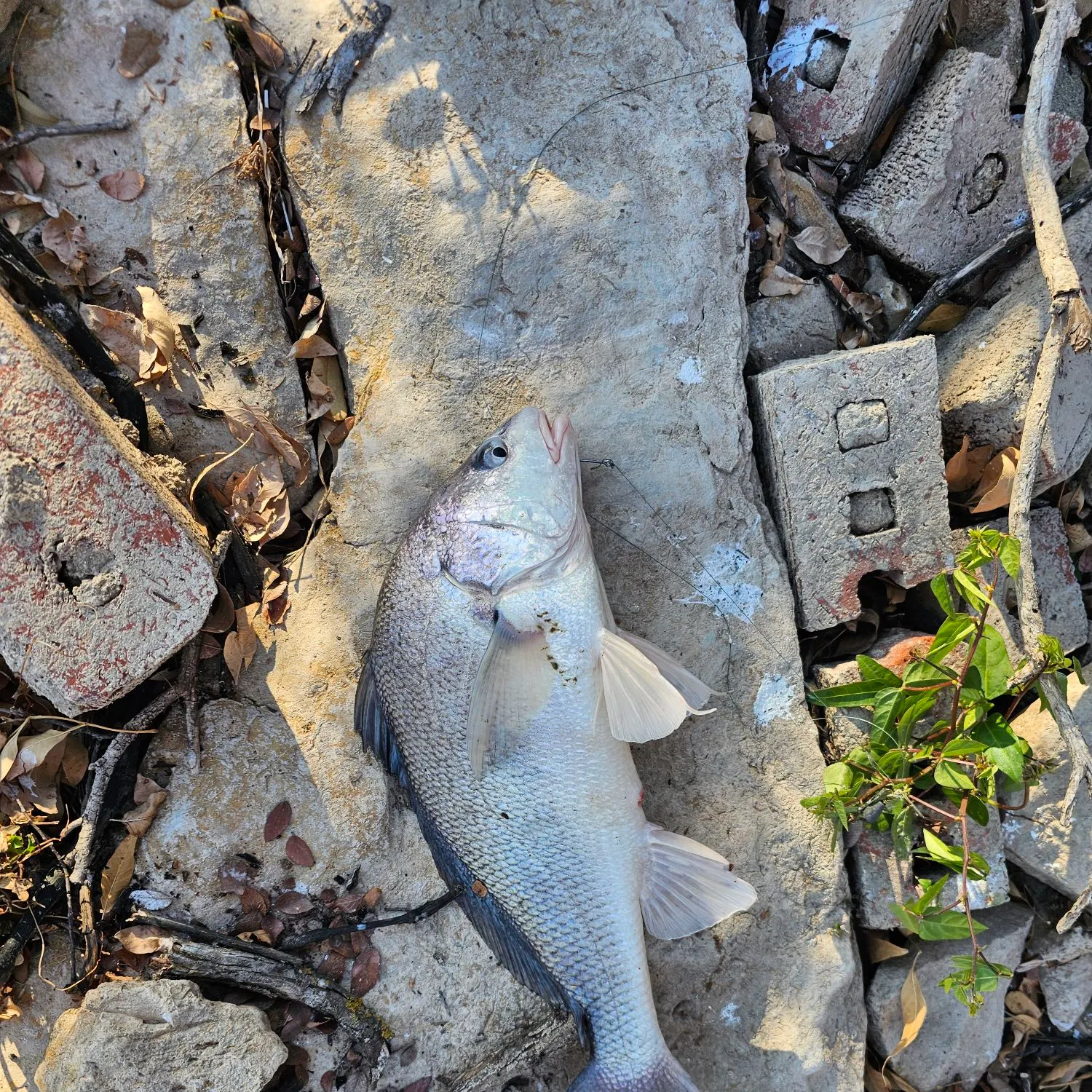 The most recent Freshwater drum catches on Fishbrain