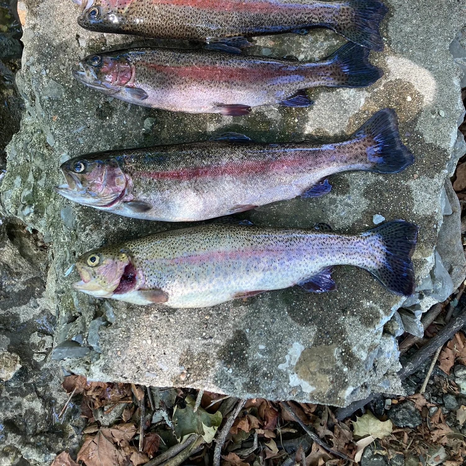 recently logged catches