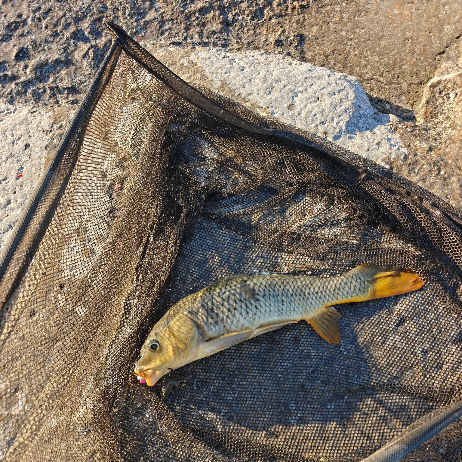 Common carp caught on Fishbrain