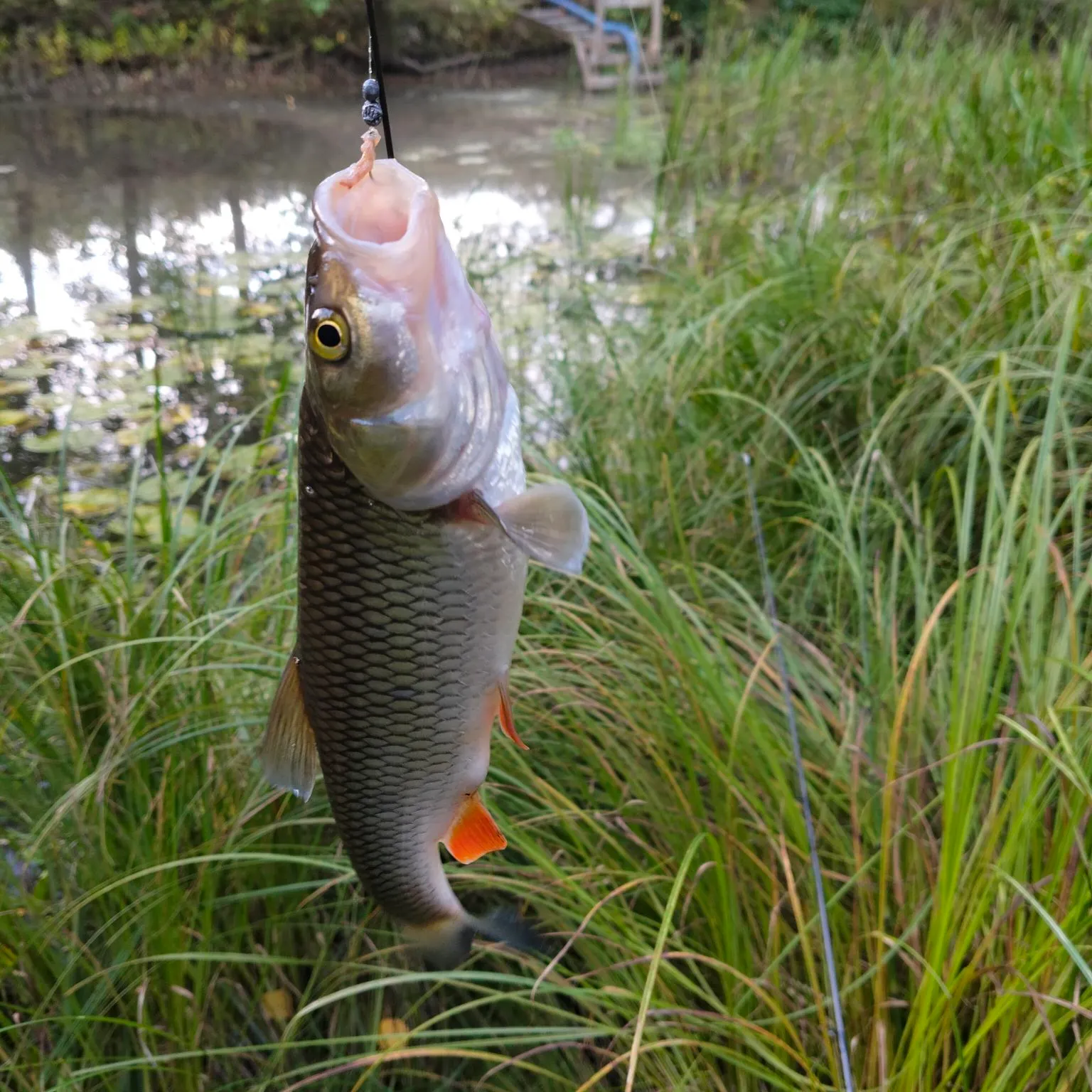 European chub caught on Fishbrain