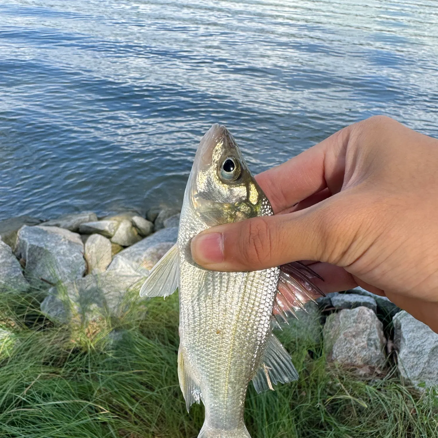 White perch caught on Fishbrain