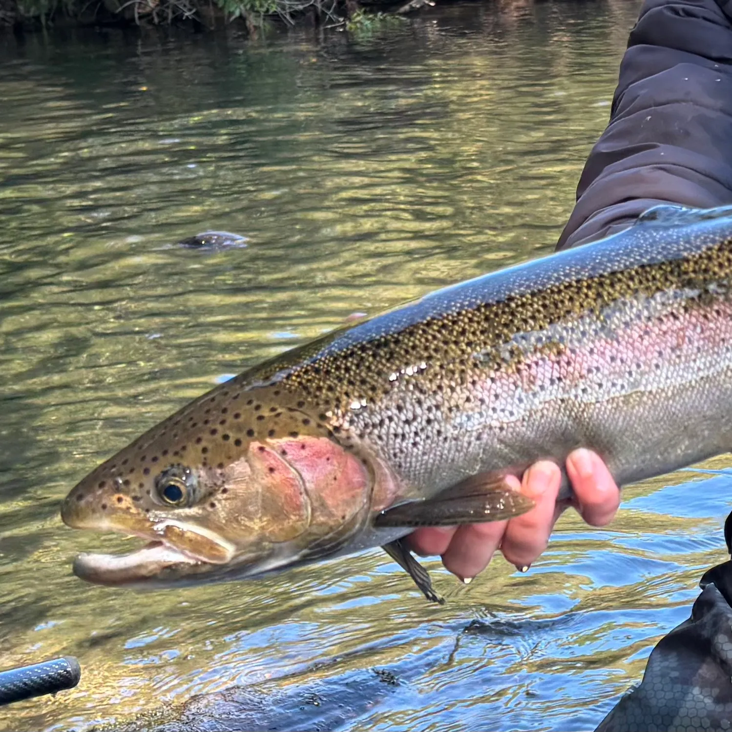 Steelhead caught on Fishbrain