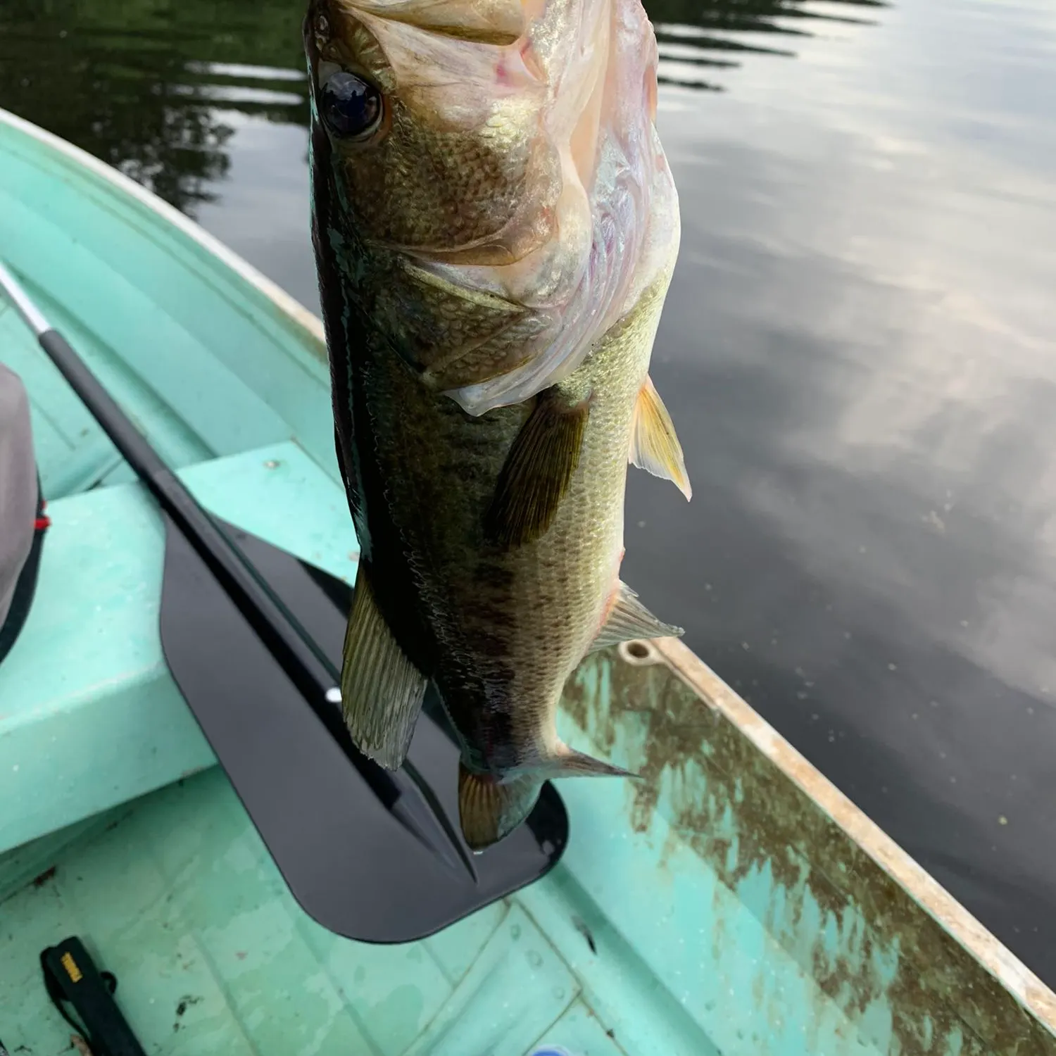 angler catch