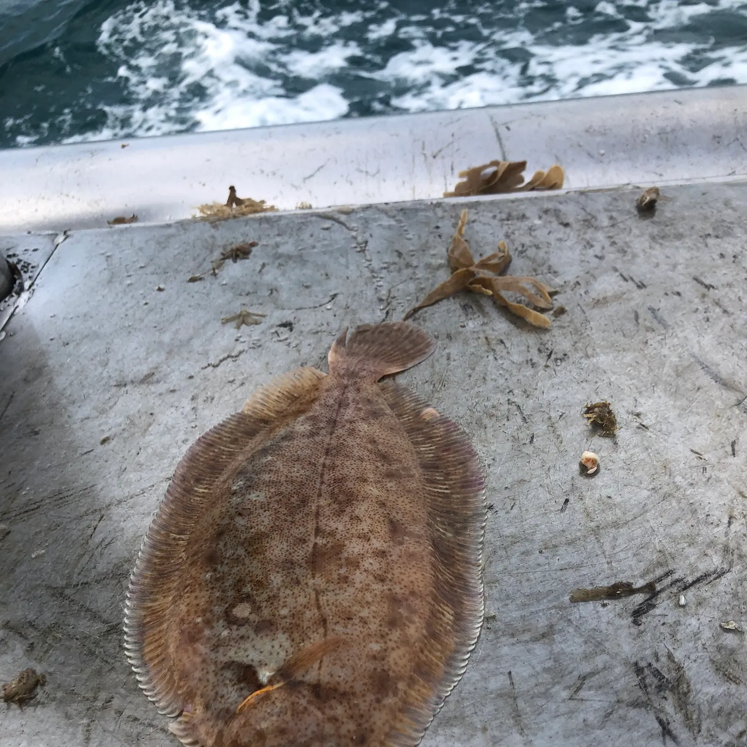 The most recent Lemon Sole catches on Fishbrain