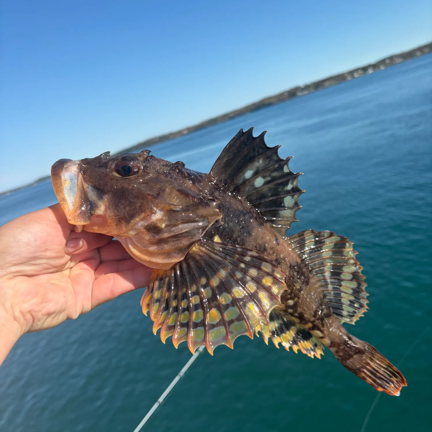 Shorthorn sculpin caught on Fishbrain
