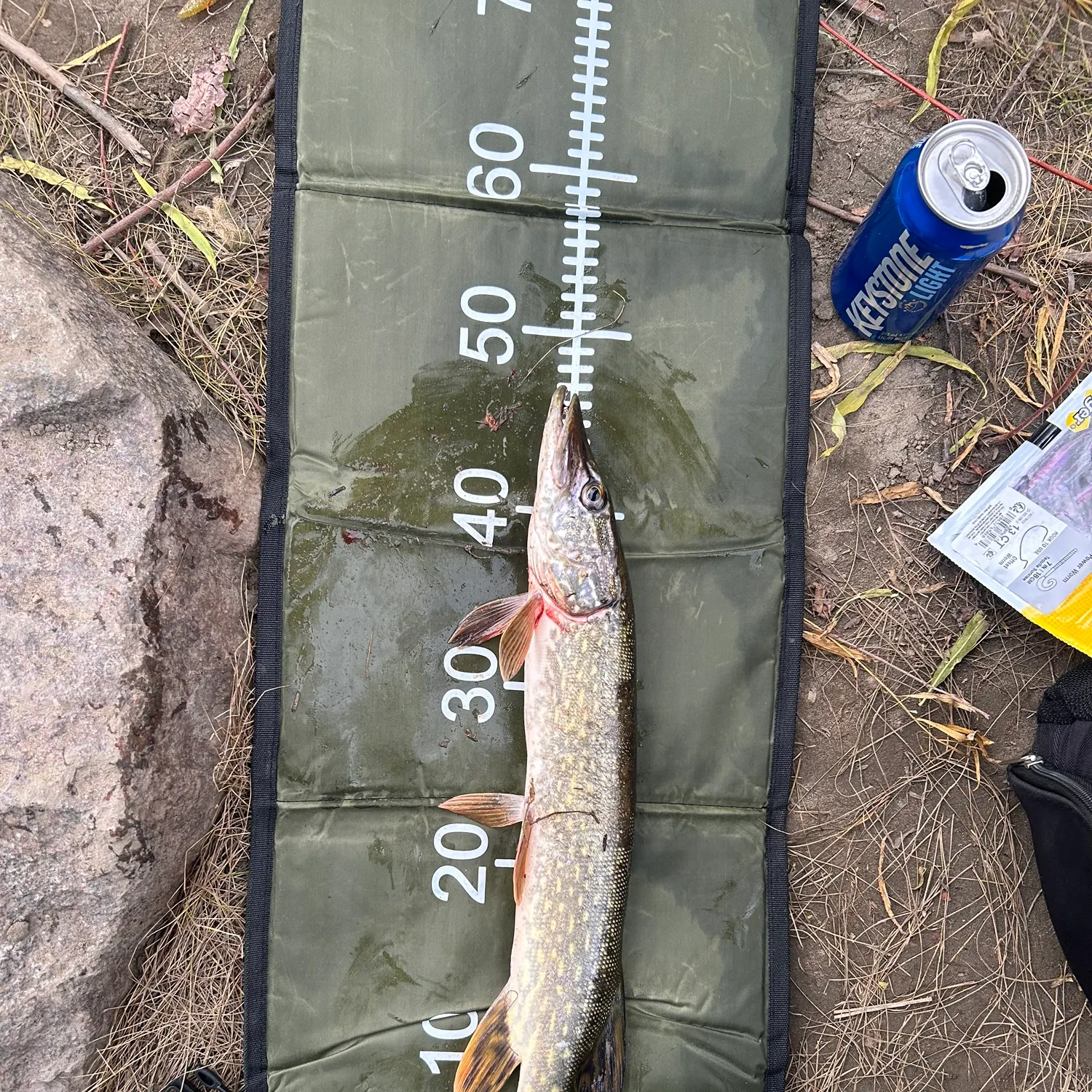 Northern pike caught on Fishbrain