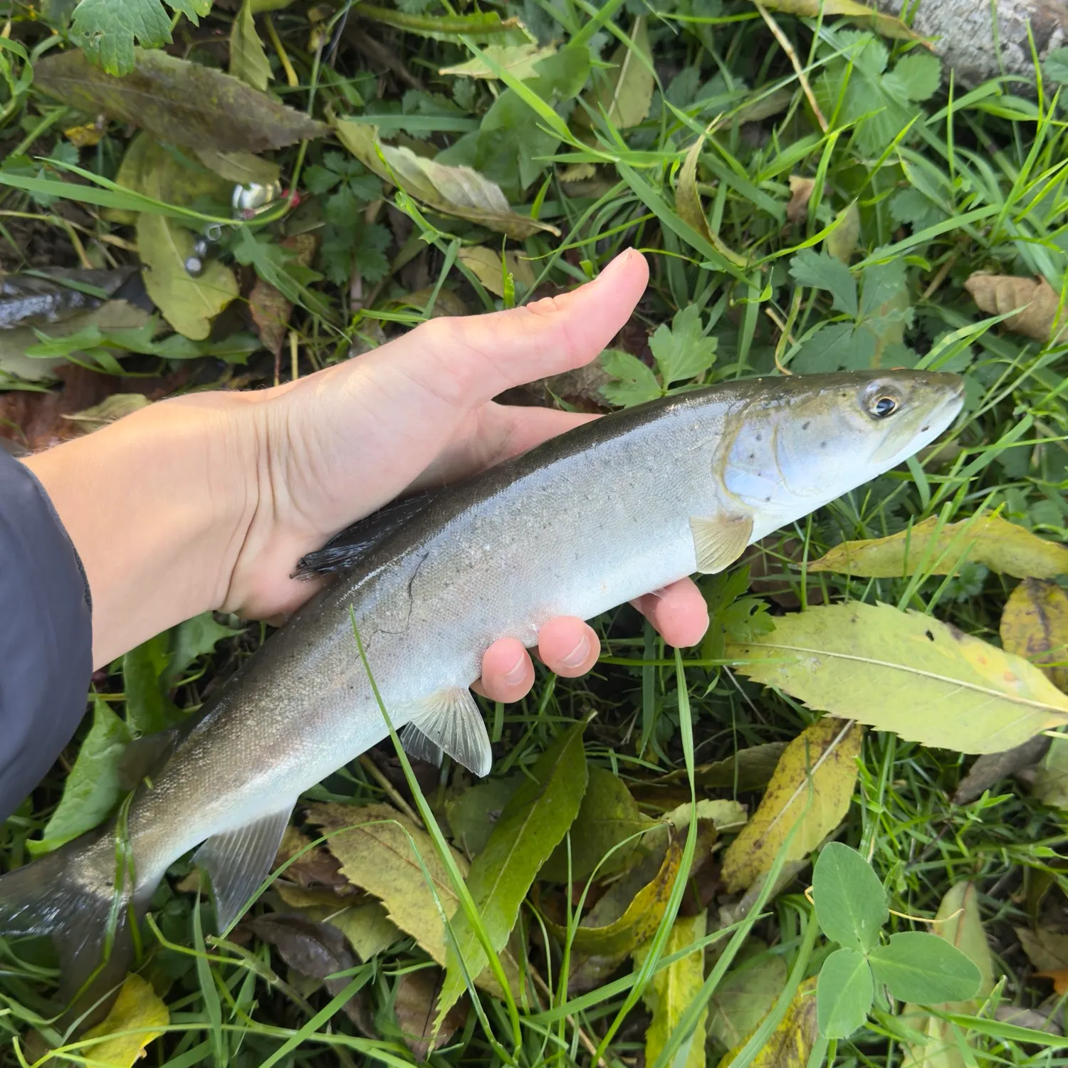 Huchen caught on Fishbrain