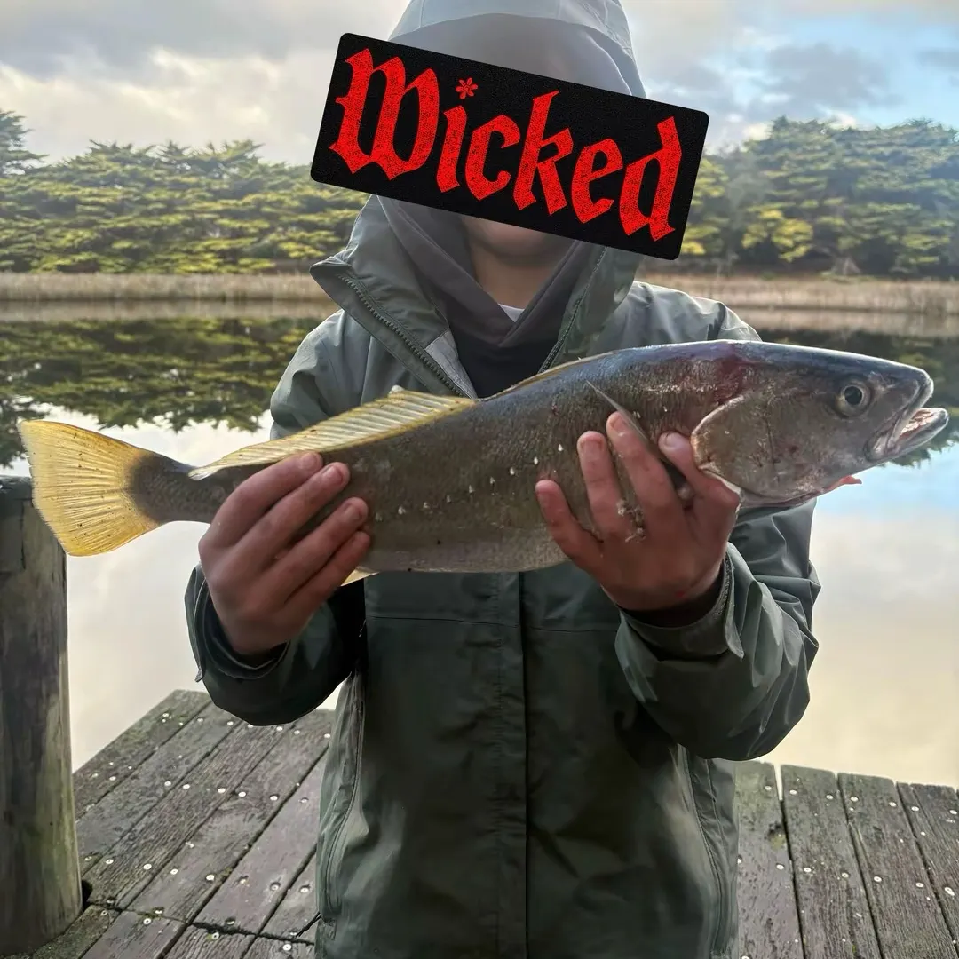 The most recent Japanese meagre catches on Fishbrain