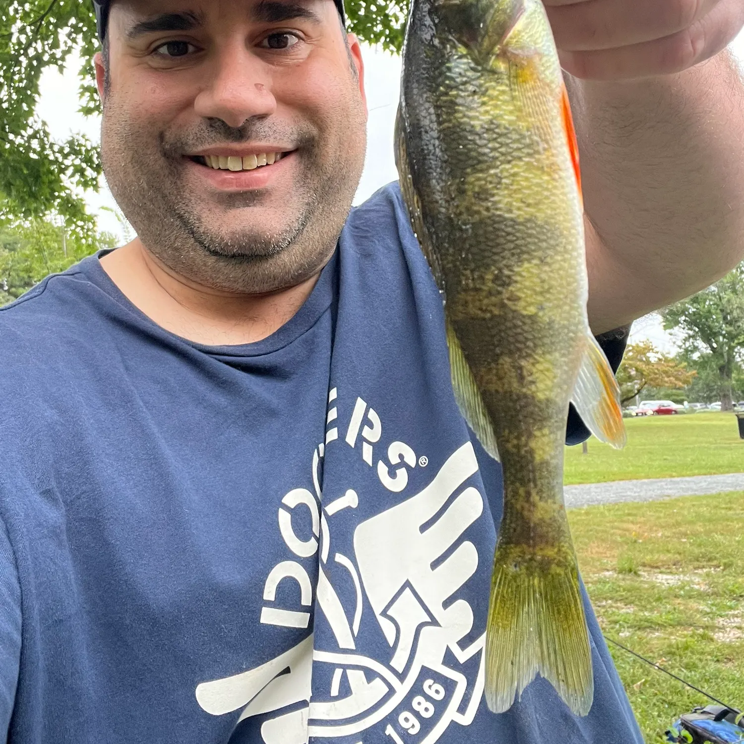 Yellow perch caught on Fishbrain