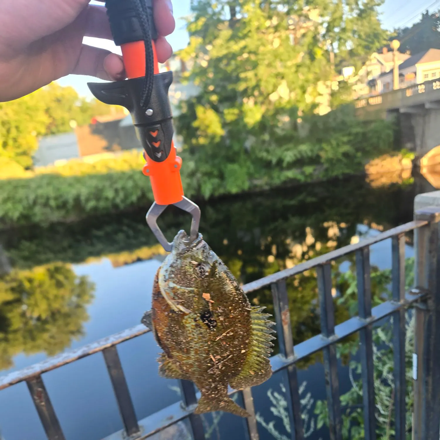 Bluegill caught on Fishbrain