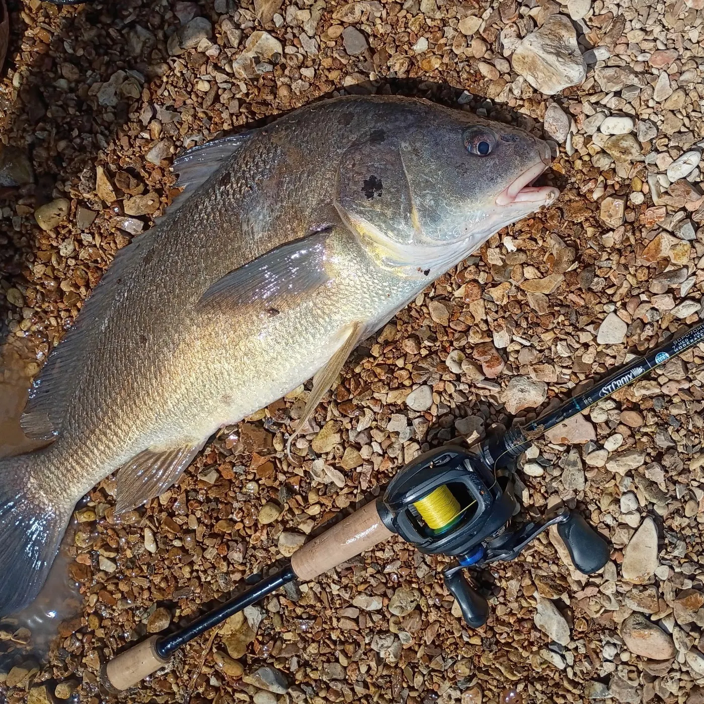 The most recent Freshwater drum catches on Fishbrain
