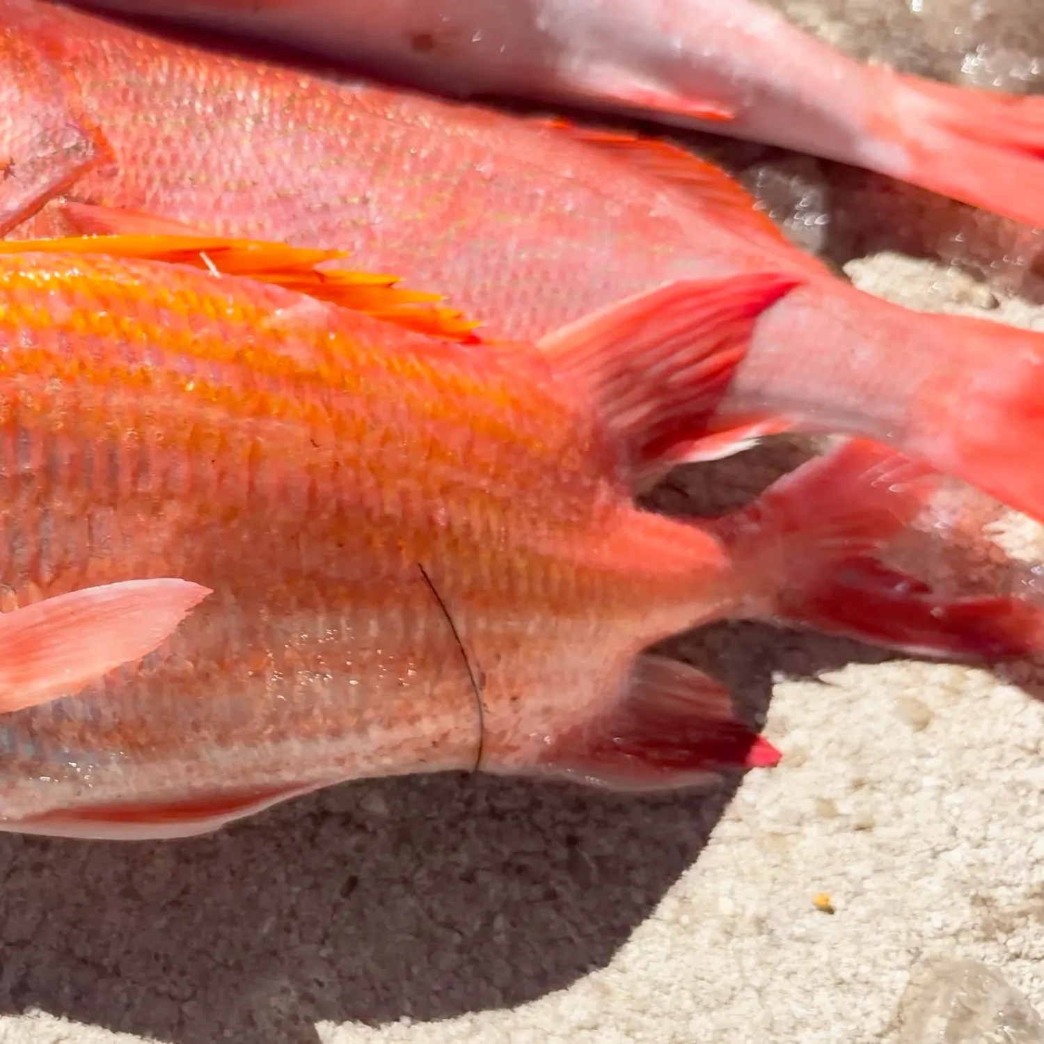 Common squirrelfish caught on Fishbrain