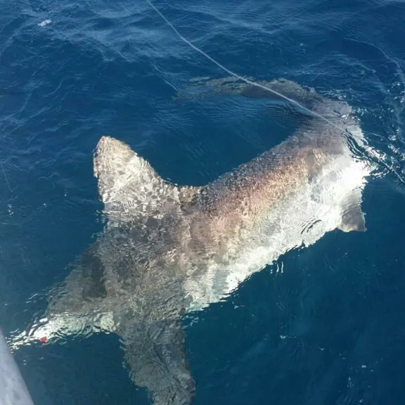 The most recent Oceanic whitetip shark catches on Fishbrain