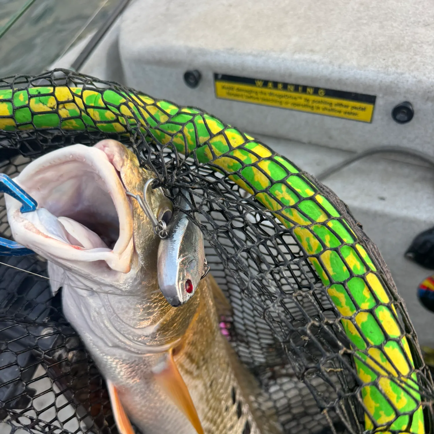 Red drum caught on Fishbrain